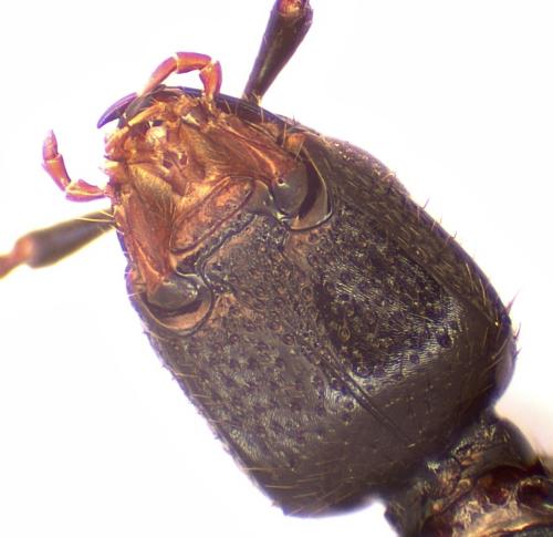 Gyrohypnus punctulatus